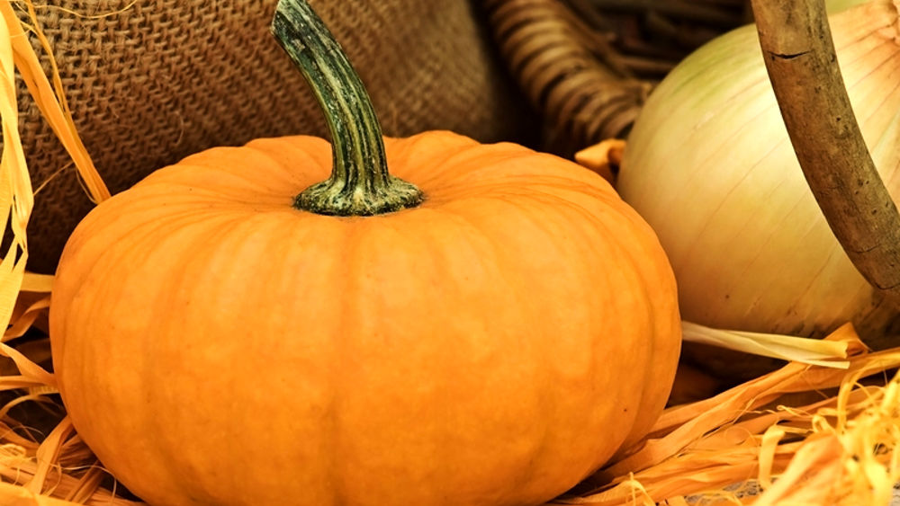 zucca 3