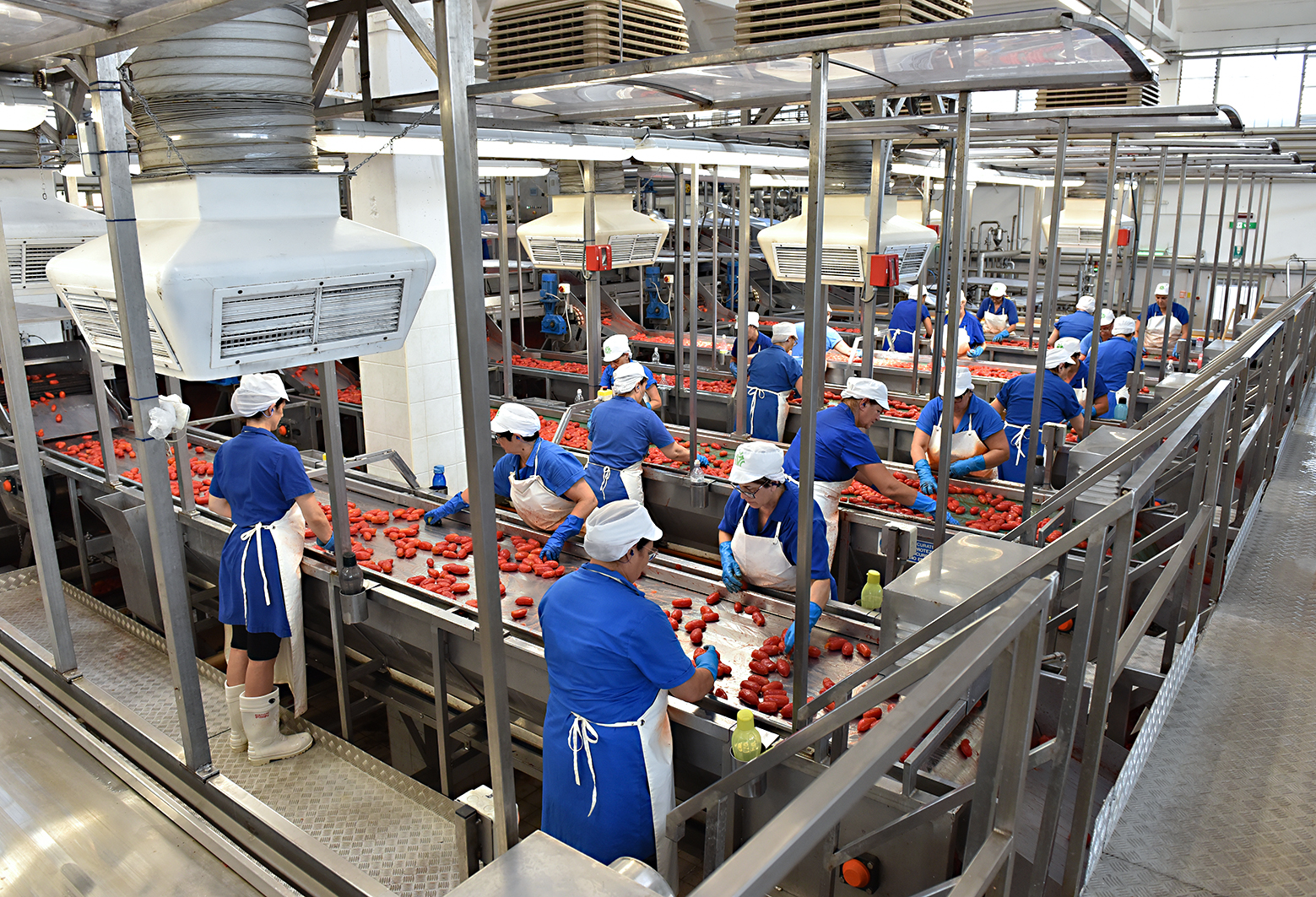 Pomodoro da industria: la Puglia verso il 40 per cento della produzione nazionale Confagricoltura