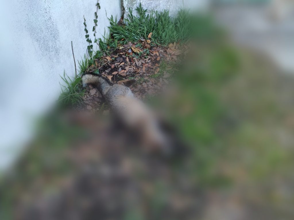 IMG 20200311 061104