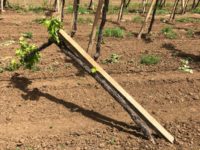 danni vigneti provincia di Foggia