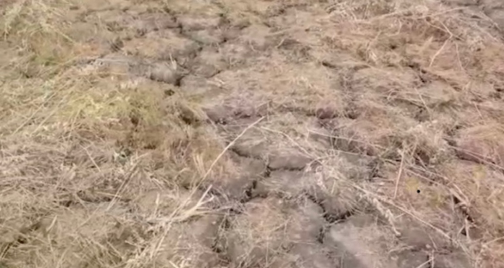 Afa e siccità | Puglia | allarme per bestiame e frutta Coldiretti | non solo il caldo | per il settore agricolo dieci milioni di metri cubi di acqua in meno - Vimarsana News