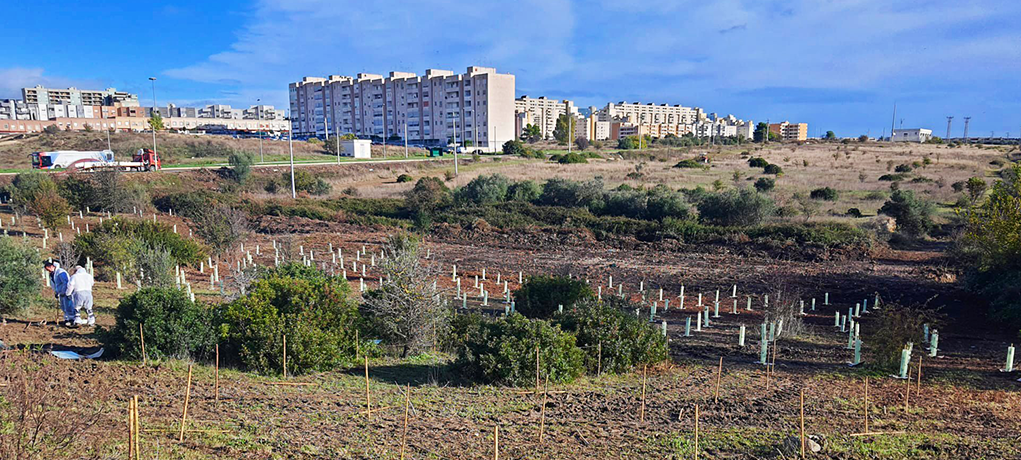 Arbolia Taranto