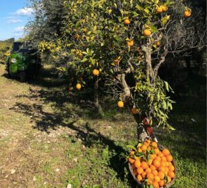 Le arance di Vico del Gargano