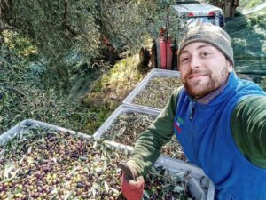 Vico la raccolta delle olive