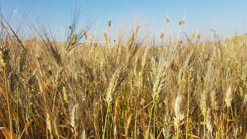 Iperdurum la visita nei campi sperimentali