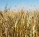 Iperdurum la visita nei campi sperimentali