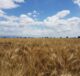 campo di grano