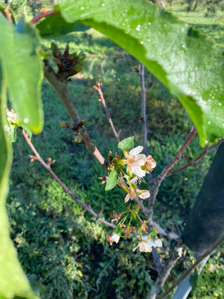 Ciliegi in fiore in Puglia nella novembrata di Halloween