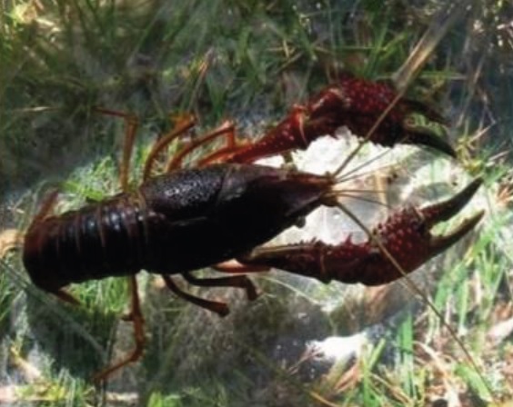 specie aliena gambero della Louisiana