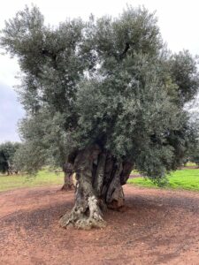 ulivo giornata mondiale ulivo giornata mondiale