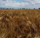 grano Carlantino