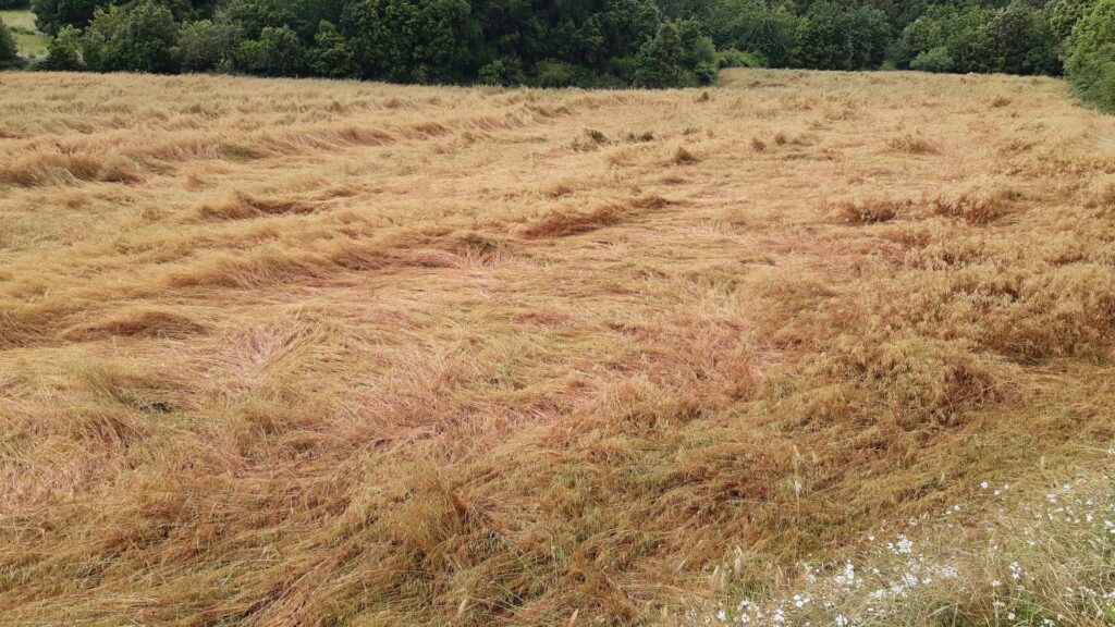 il grano allettato nei giorni scorsi
