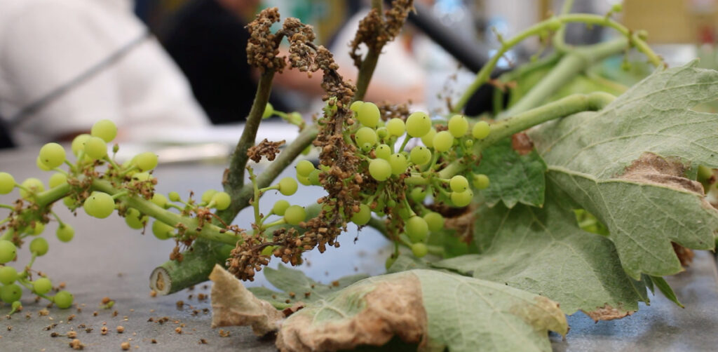 gli effetti della peronospora