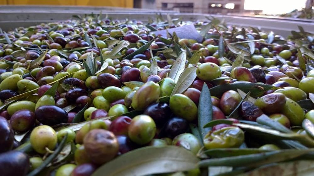 olive di peranzana