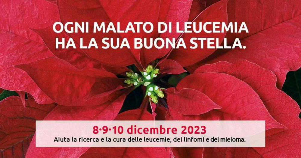large AIL Stelle di Natale 1200 x 630 nologo a4f211bd3b