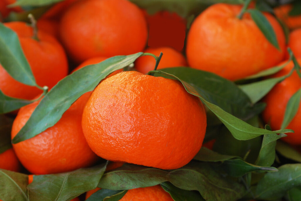 Clementine del Golfo di Taranto IGP ORIZZONTALE scaled