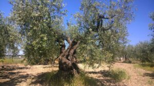 Un albero di Peranzana