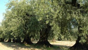 Un oliveto di Peranzana