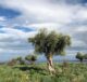oliveti uliveti sul mare Gargano