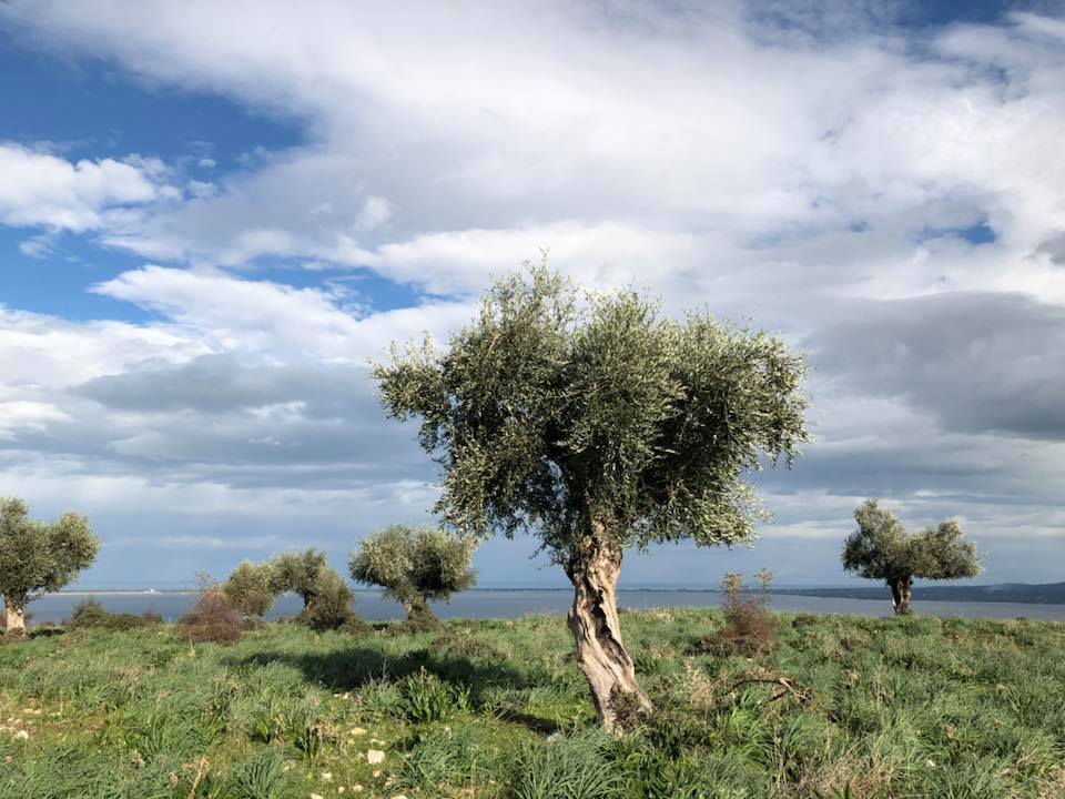 oliveti uliveti sul mare Gargano