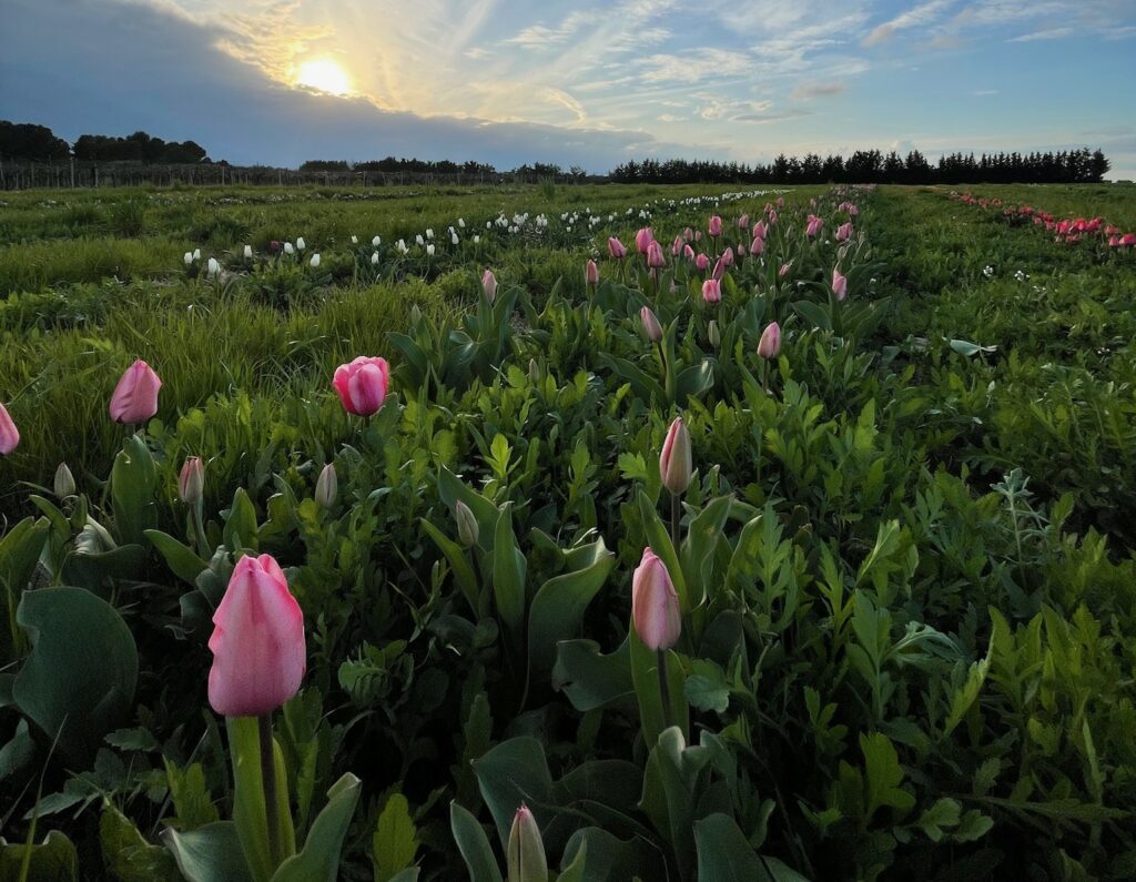 tulipani foggia