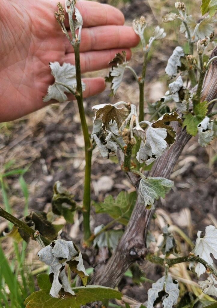 Gelate su vigneti a Gioia del colle e in Capitanata