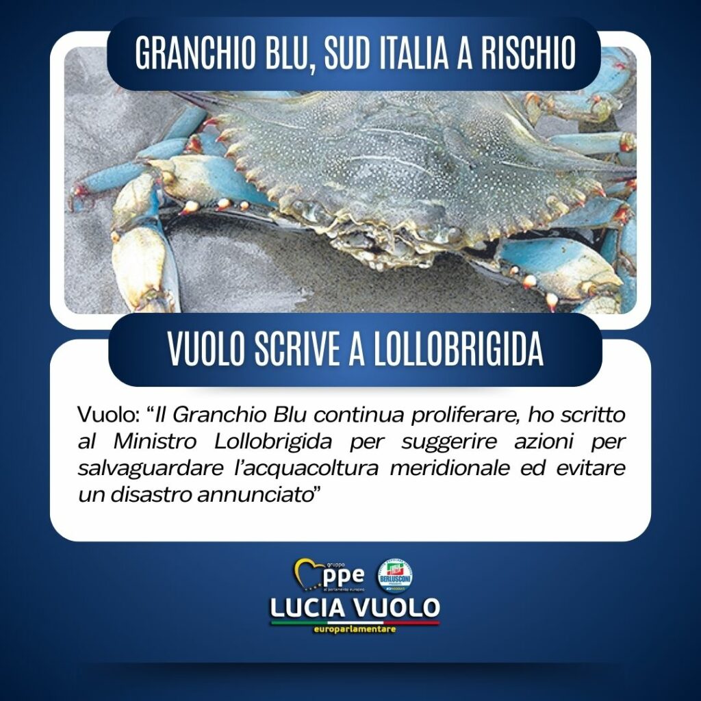 Vuolo granchio blu