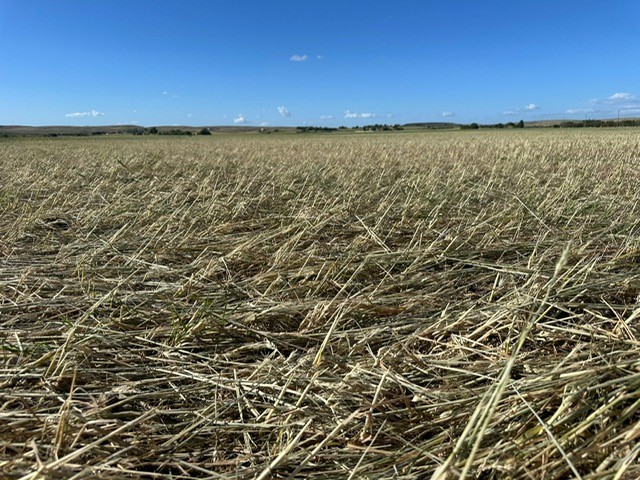 Grandine improvvisa sui campi di grano ad Altamura: danni Coldiretti Puglia