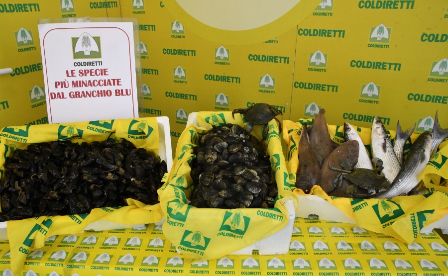 pesce minacciato