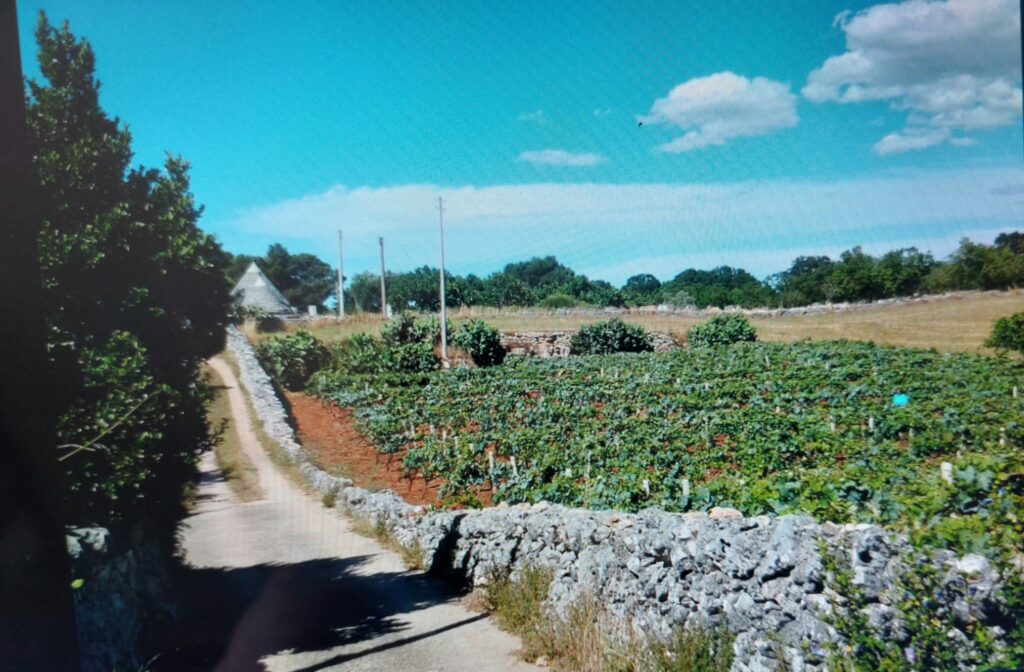 vigneto
