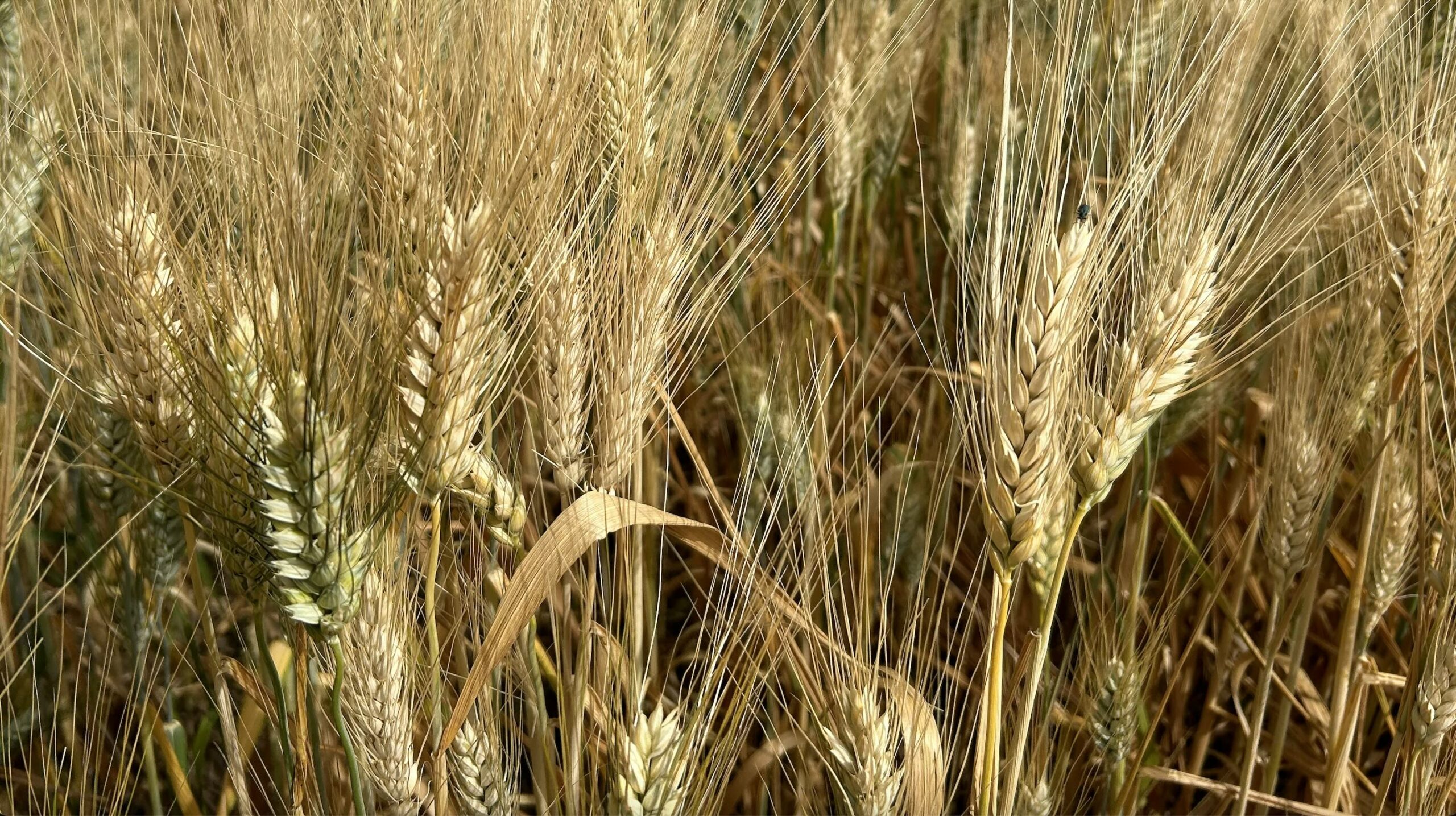 grano sos speculazioni agli agricoltori quasi venti euro in meno a tonnellata rispetto a un anno fa coldiretti puglia