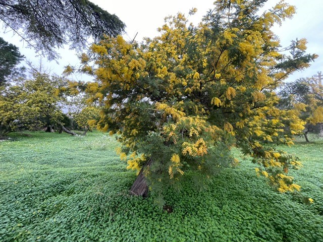 Copernicus Mimose in fiore in Puglia