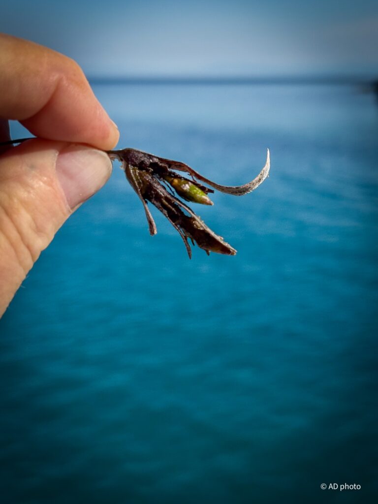 Posidonia 1