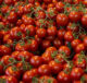 pomodoro generica pixabay