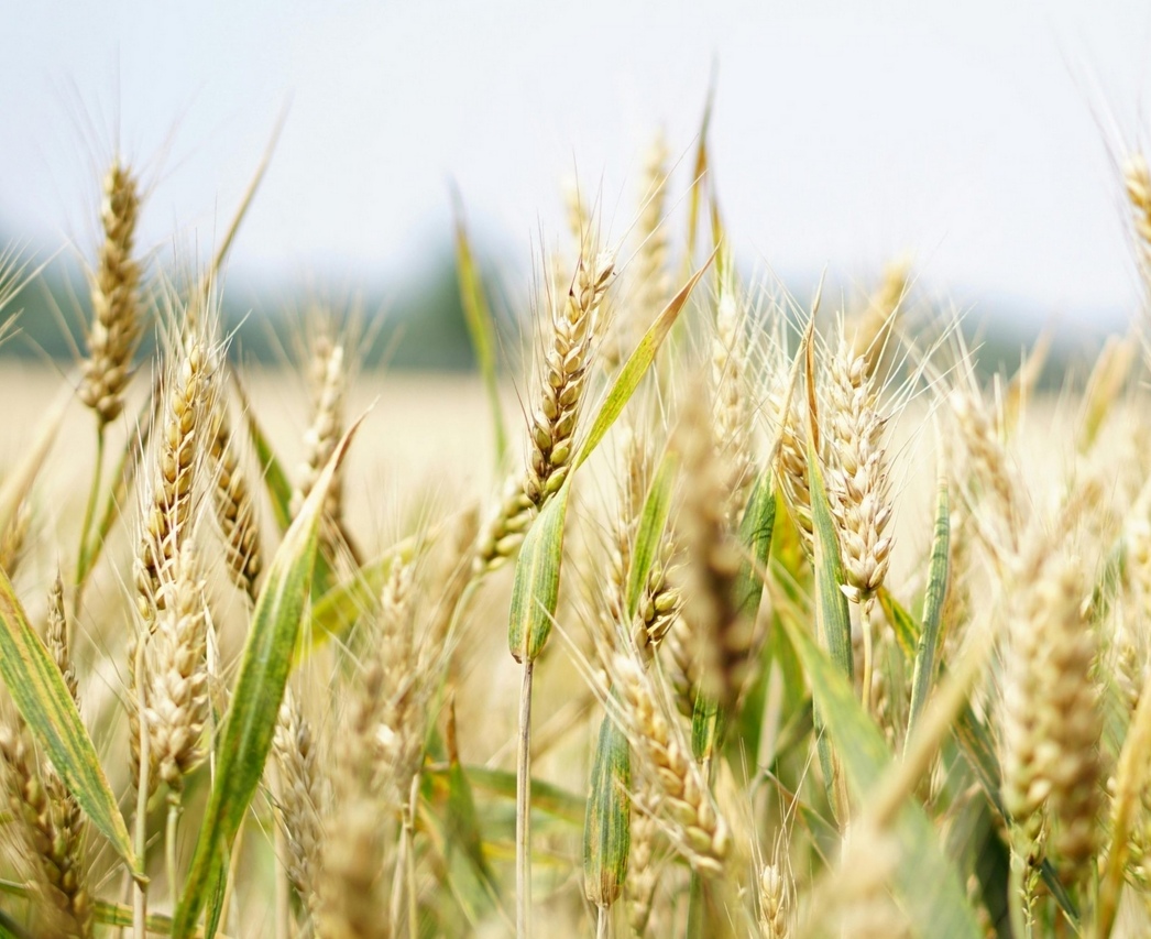 Puglia, orzo: gelate notturne colpiscono spighe, “Sos birra tricolore” Coldiretti Puglia, orzo: gelate notturne colpiscono spighe, “Sos birra tricolore” Coldiretti