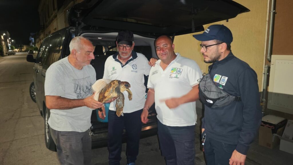 Tartaruga Porto Cesareo 2