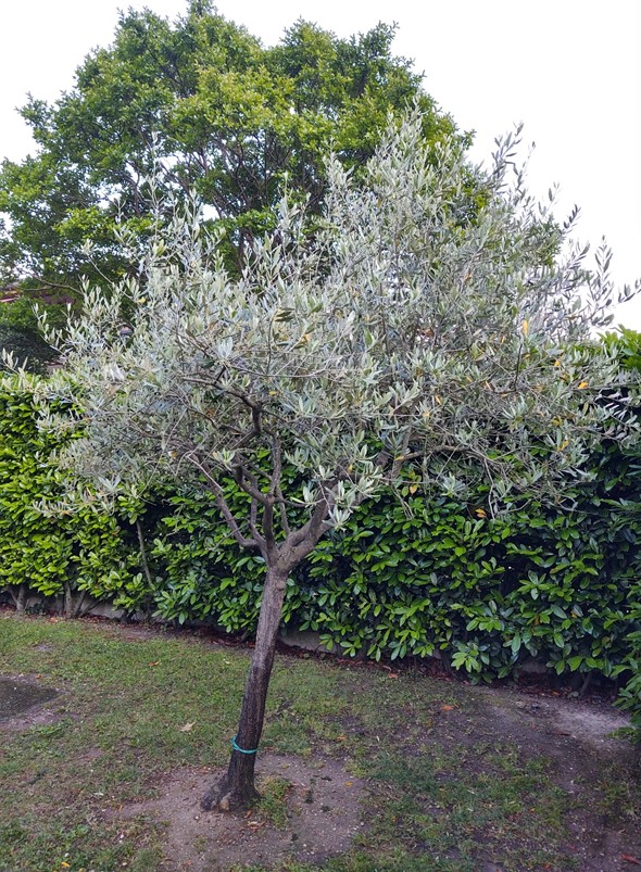 ULIVO