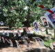 Uliveto della memoria e della speranza