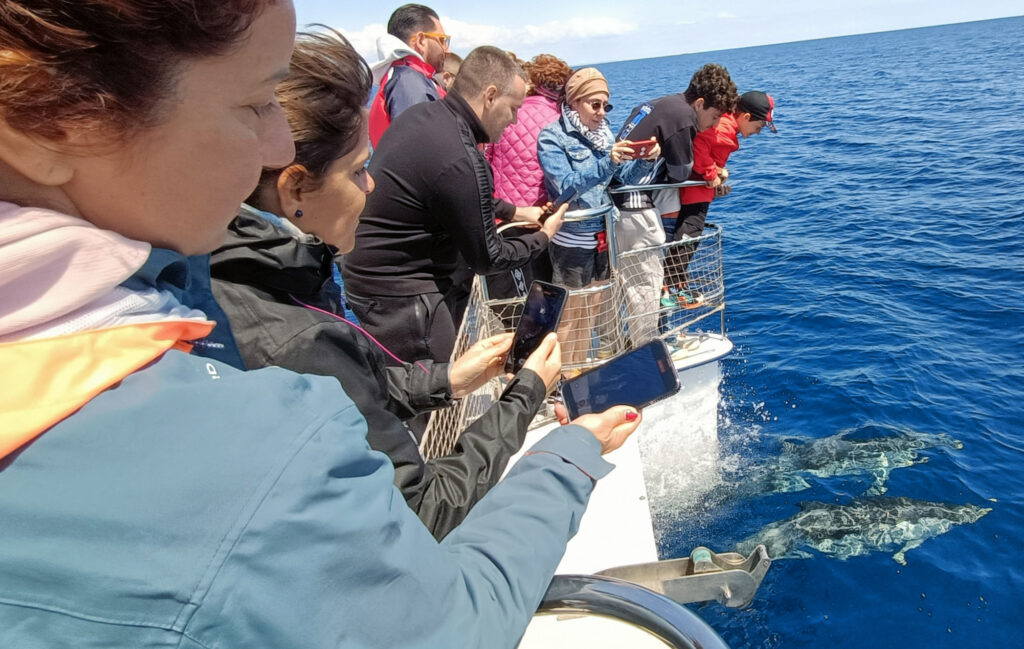 Avvistamento delfini in mare Incoming Mission BioTours 2.0