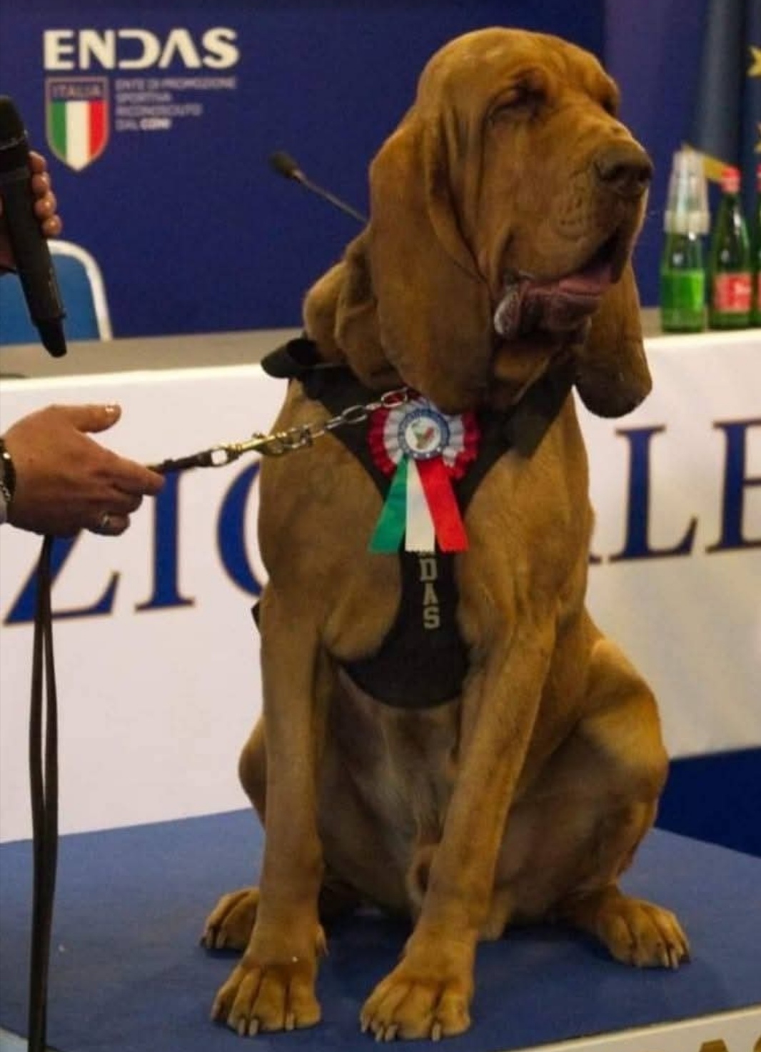 talsano ucciso bruno il cane che salvava dispersi e trovava corpi l allevatore gli hanno dato w252rstel con i chiodi