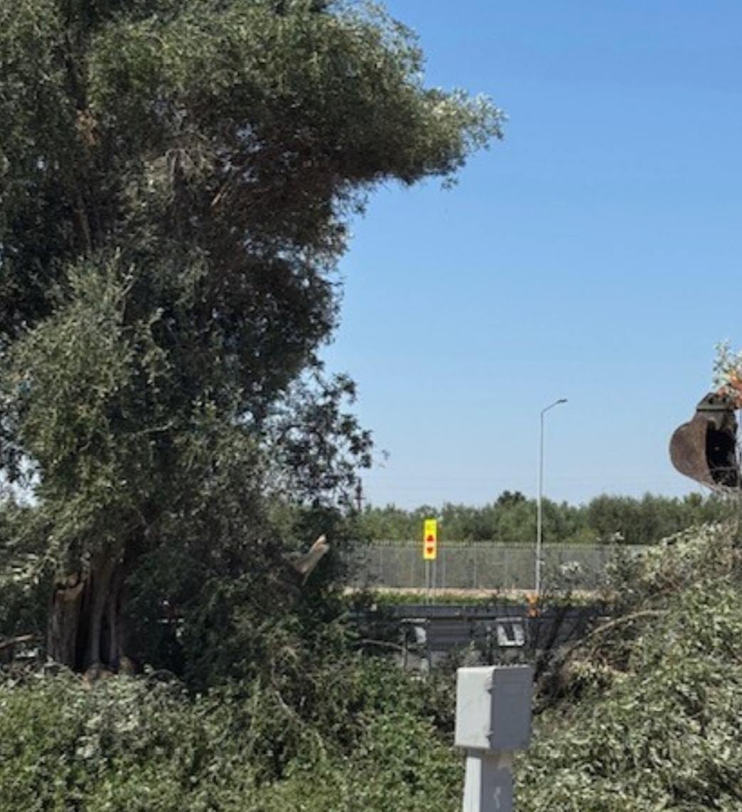 Xylella: “assedia Bari con batterio killer arrivato a Modugno” Coldiretti Puglia: 804 test con esito negativo a Bisceglie Xylella: “assedia Bari con batterio killer arrivato a Modugno” Coldiretti Puglia: 804 test con esito negativo a Bisceglie
