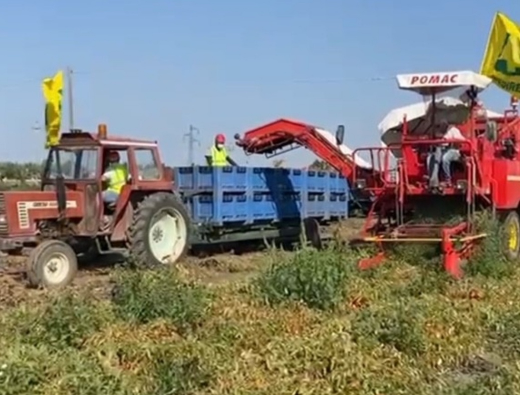 Puglia: inizia la raccolta del pomodoro da salsa, taglio della produzione per la siccità Coldiretti