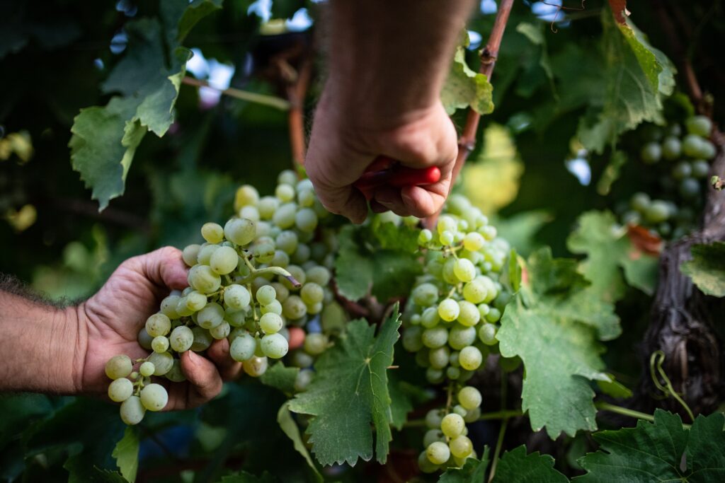 Vendemmia Cantine Ermes 2025