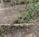 Bollettino di guerra in campagna a Mottola dopo tornado e grandine