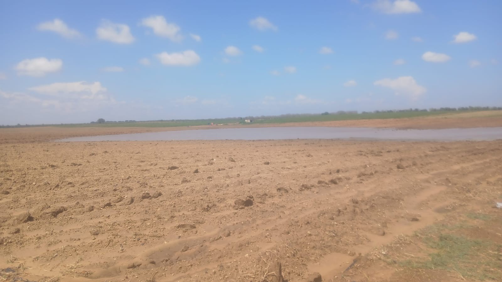 Maltempo: per la bomba d’acqua devastati campi di pomodori nel brindisino Coldiretti Puglia Maltempo: per la bomba d’acqua devastati campi di pomodori nel brindisino Coldiretti Puglia