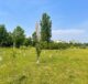 alberi parma