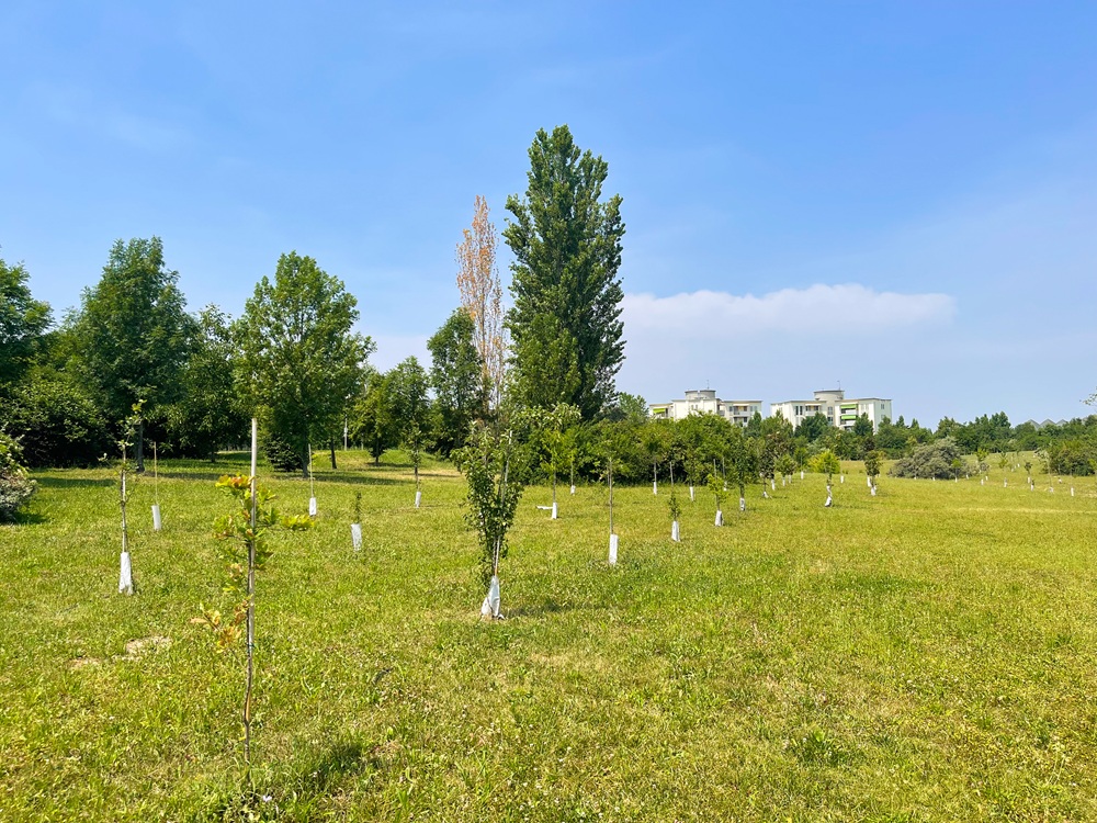 alberi parma