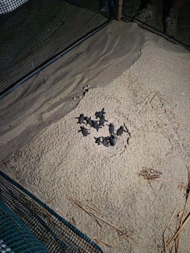 tartarughe 2