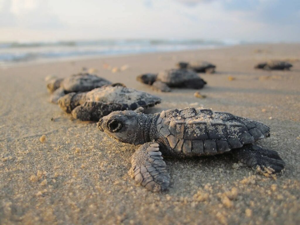 tartarughine