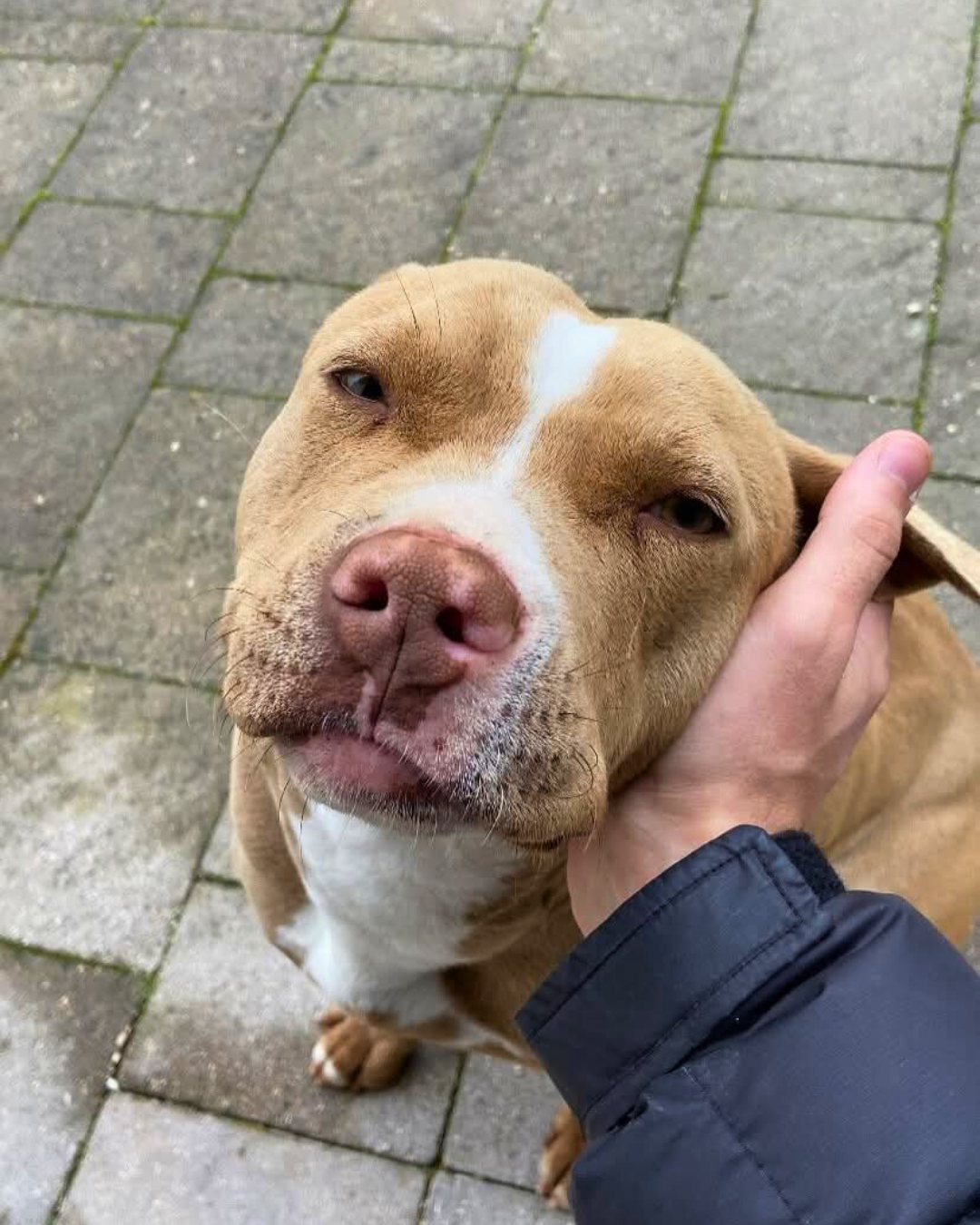 Gravina in Puglia: Tequila, femmina di pitbull scomparsa il 30 agosto, ritrovata morta. Massacrata Volontari: chi sa parli Gravina in Puglia: Tequila, femmina di pitbull scomparsa il 30 agosto, ritrovata morta. Massacrata Volontari: chi sa parli